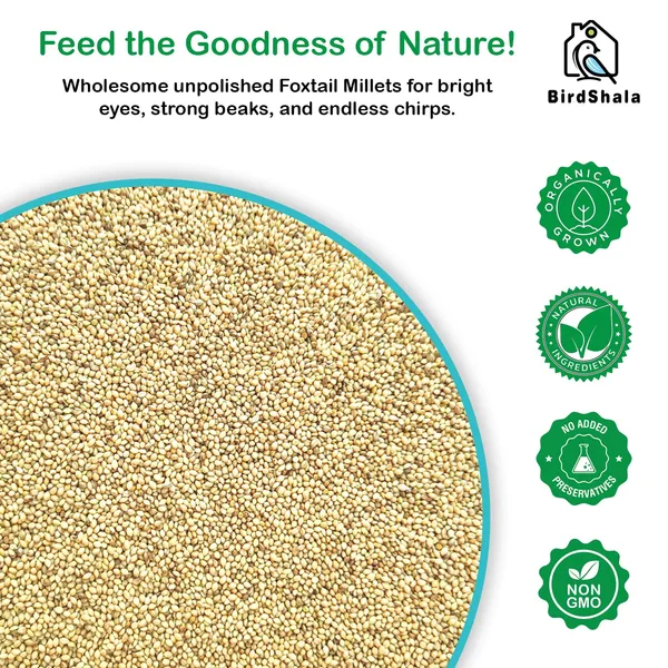 Premium_Foxtail_Millet_Bird_Food,_100%_Natural_Kangni_Seeds,_1_KG_Pack,_High_in_Protein_and_Fiber,_Chemical-Free_Pet_Feed_for_Small_and_Wild_Birds