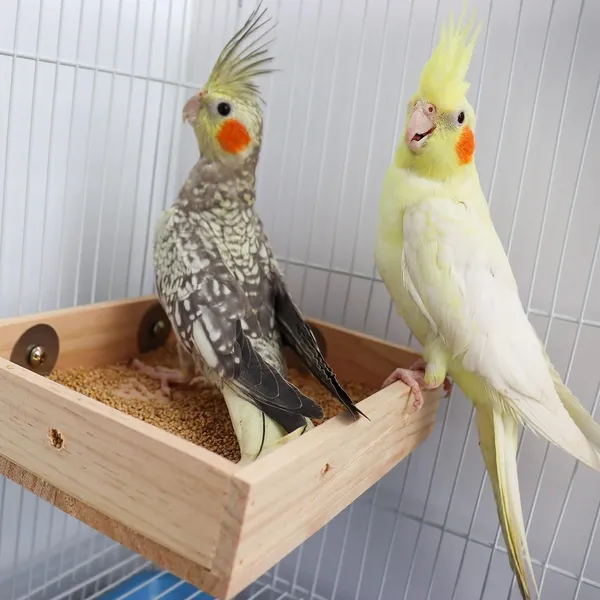Bird_Parrot_Wooden_Feeder,_Natural_Wooden_Parrot_Bird_Perch_Stand,_Birds_Food_Dish,_Bird_Cage_Food_Standing_Feeding_Perch_Bowl_Toy_for_Small_Animal_Parrot,_Rat,_Parakeet,_Budgies,_Love_Birds