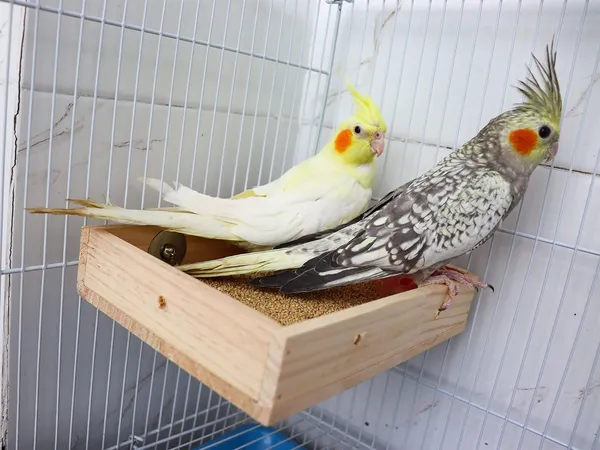 Bird_Parrot_Wooden_Feeder,_Natural_Wooden_Parrot_Bird_Perch_Stand,_Birds_Food_Dish,_Bird_Cage_Food_Standing_Feeding_Perch_Bowl_Toy_for_Small_Animal_Parrot,_Rat,_Parakeet,_Budgies,_Love_Birds