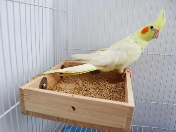 Bird_Parrot_Wooden_Feeder,_Natural_Wooden_Parrot_Bird_Perch_Stand,_Birds_Food_Dish,_Bird_Cage_Food_Standing_Feeding_Perch_Bowl_Toy_for_Small_Animal_Parrot,_Rat,_Parakeet,_Budgies,_Love_Birds