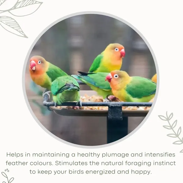 TREAT_FOR_LOYALTY_Cockatiel_Lovebird_Food|Seeds,_Grains,_Nuts_&_Fruit_Pellets|For_Cockatiel,_Lovebird,_Parakeet,_Agapornis,_Conure,_Indian_Parrot,All_Life_Stages,1_Count