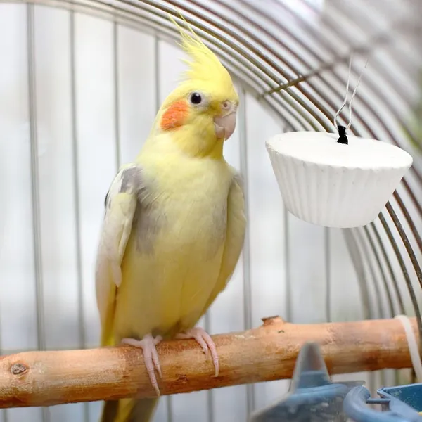 TREAT_FOR_LOYALTY_Natural_Calcium_Block_with_Minerals_for_Birds_|_High_Calcium_Bird_Supplement_|_Ideal_for_Finch,_Budgies,_Lovebirds,_Parrots_&_More_|_Easy_to_Digest_&_Boosts_Energy_-_60g_(Set_of_1)