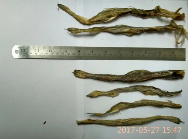 Dry_Fish_Seafood__Sundried_Bombay_Duck_(Bombil)__Cleaned,_Trimmed_-_Head_&_Tail_(For_Human_Consumption)__100G_X_2_(Pack_Of_2)