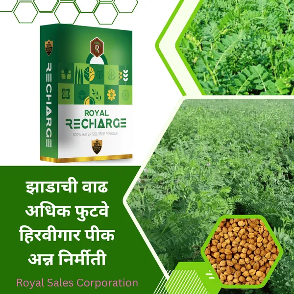 Royal_Recharrge___|_300Gm_|_Biostimulant_Plant_Growth_Regulator_|_Enhance_Yield_&_Stress_Resistance