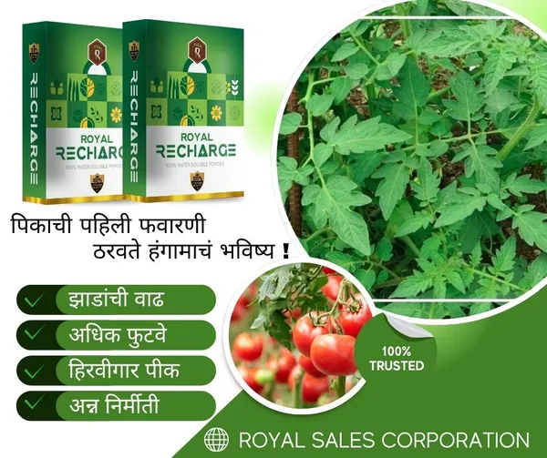 Royal_Recharrge__|_500Gm_|_Biostimulant_Plant_Growth_Regulator_|_Enhance_Yield_&_Stress_Resistance