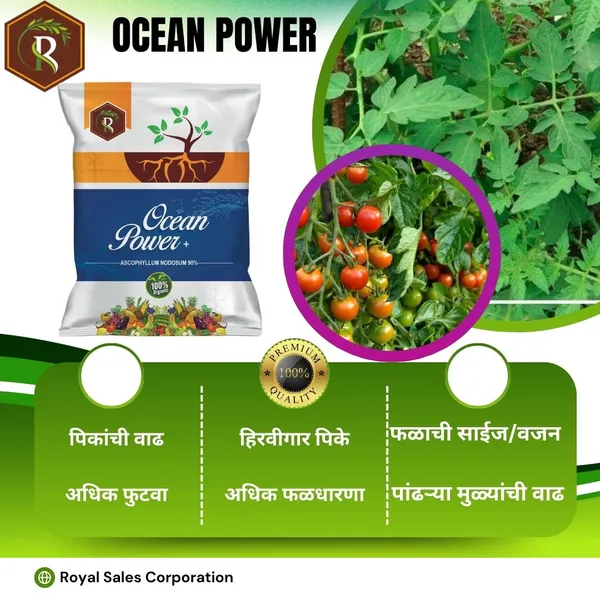 Ocean_power_|_2Kg_|_Seaweed_Extract_powder_90%