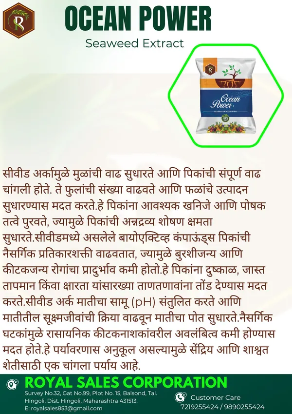 Ocean_power_|_2Kg_|_Seaweed_Extract_powder_90%