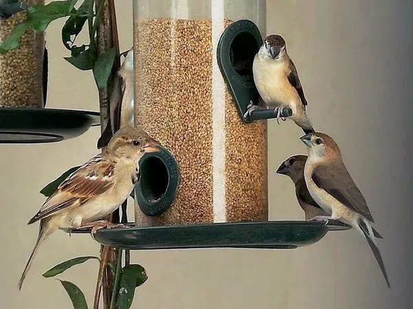 Small_Size_Kangni_Seeds_Bird_Food_1Kg