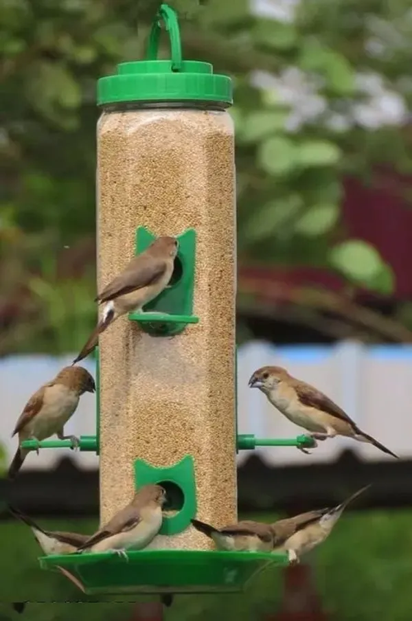 Small_Size_Kangni_Seeds_Bird_Food