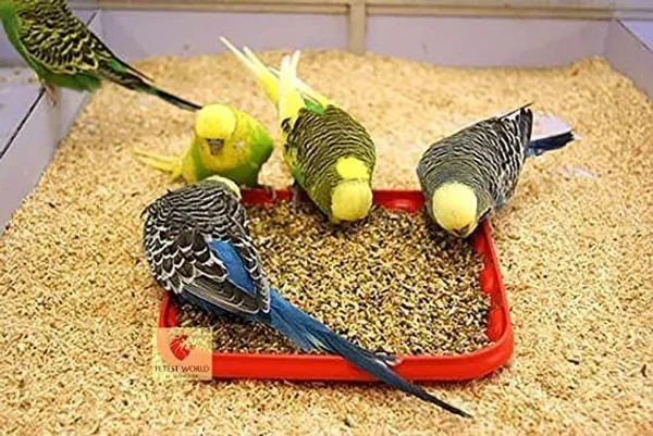 Small_Size_Kangni_Seeds_Bird_Food