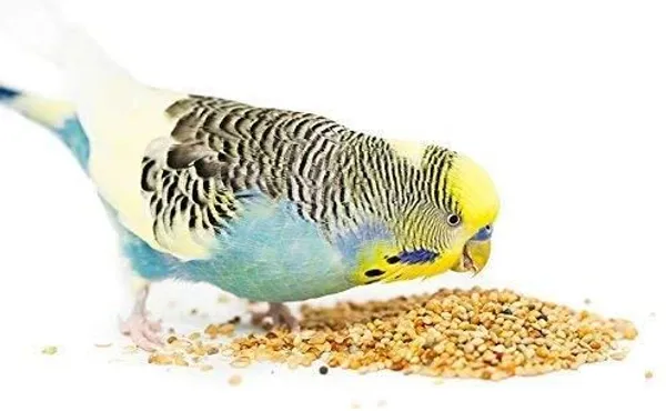 Small_Size_Kangni_Seeds_Bird_Food