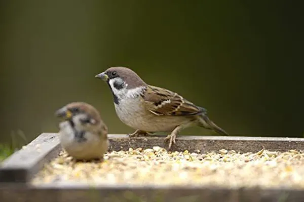 Small_Size_Kangni_Seeds_Bird_Food