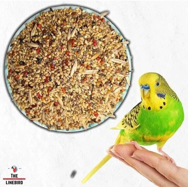 Mixed_Multi_Seeds_Nuts_Natural_Birds_Foods