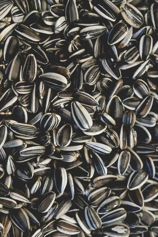 Sun_Flower_Seeds_For_Bird_Food_Dry_Adult_Senior_Young_Bird_Food