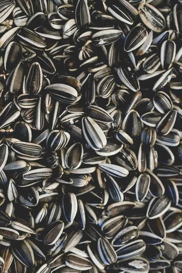 Sun_Flower_Seeds_For_Bird_Food
