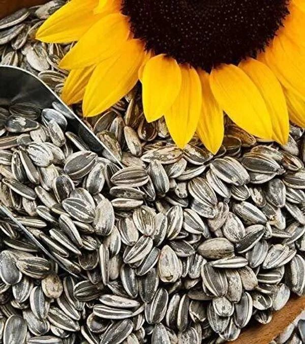 Product_Sunflower_Seed_Bird_Food