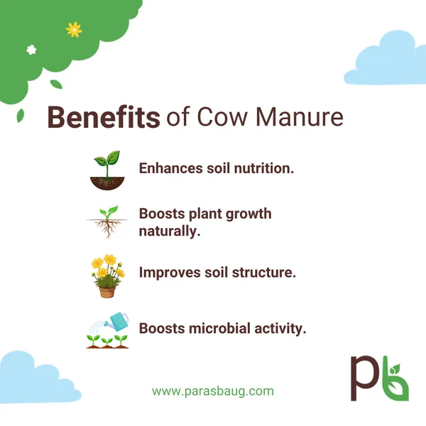 Cow_Manure_Enhances_Soil_Nutrition