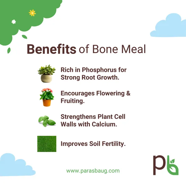 Bone_Meal_Encourages_Flowering_to_Fruiting