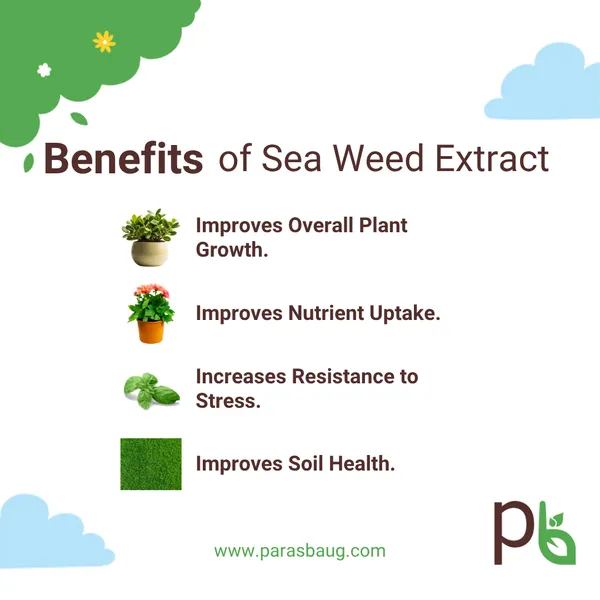 Seaweed_Extract_Holistic_Growth_Promoter