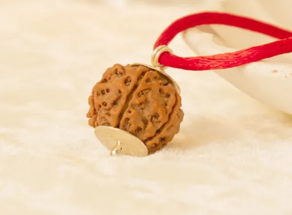 Natural_4_Mukhi_Rudraksha_of_Nepal_(Himalayan)_origin_with_Certificate_of_Authenticity,_Activated_&_Energised_to_wear