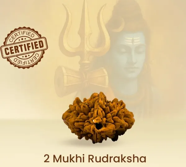 Nepali_2_Mukhi_Rudraksha_(Two_Faced)Lab_certified|