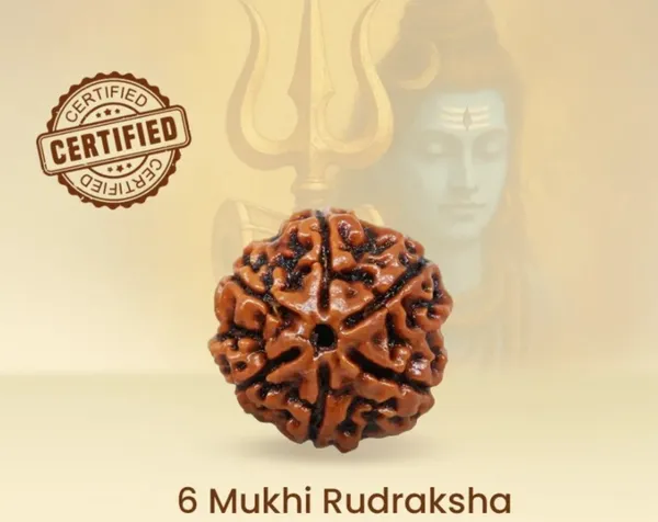 Nepal_Origin_6_Mukhi_Rudraksha_-_17mm_to_22m_lab_certificate_astrological_propose