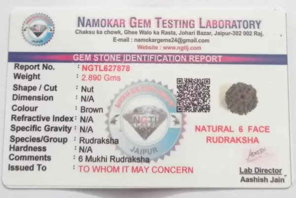 Nepal_Origin_6_Mukhi_Rudraksha_-_17mm_to_22m_lab_certificate_astrological_propose
