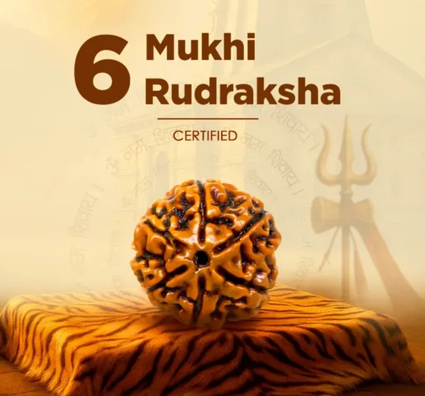 Nepal_Origin_6_Mukhi_Rudraksha_-_17mm_to_22m_lab_certificate_astrological_propose