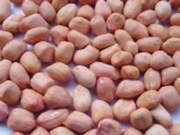 Organic_Raw_Unpolished_Peanuts/Groundnuts,_Kachi_Mungfali
