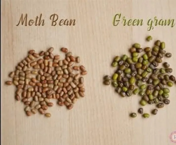 Rajasthan_Sprouting_Beans_Red_Lentils,_Moth_(Sprouts)