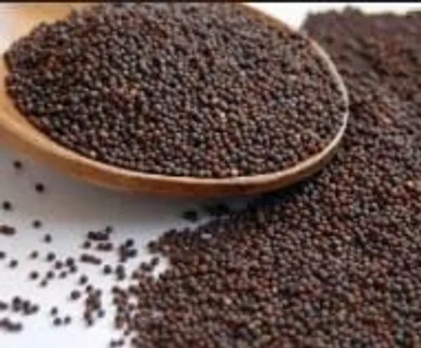 Natural_100%_Organic_Mustard_Seeds,_Sarso_Rai