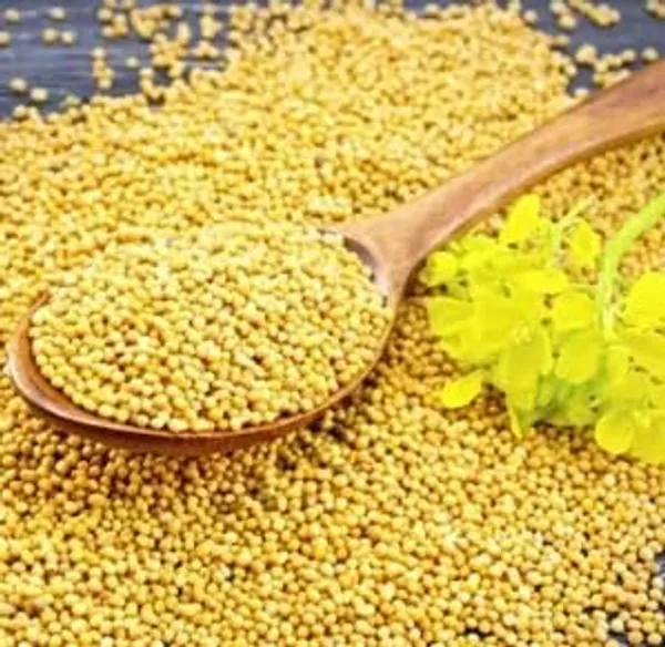 Natural_100%_Organic_Mustard_Seeds,_Sarso_Yellow_Rai