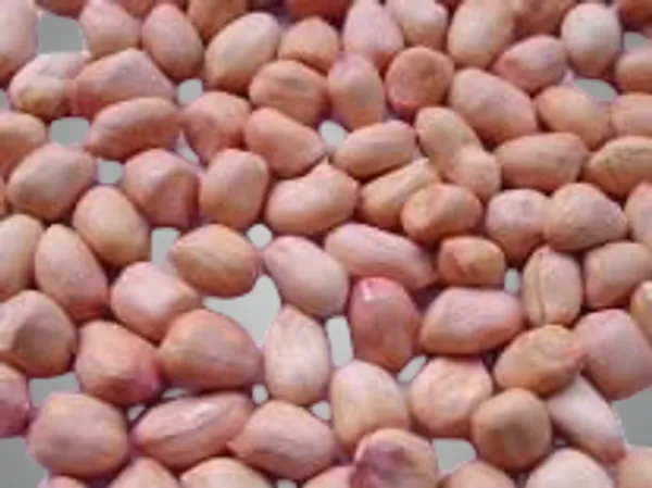 Organic_Raw_Unpolished_Peanuts/Groundnuts,_Kachi_Mungfali