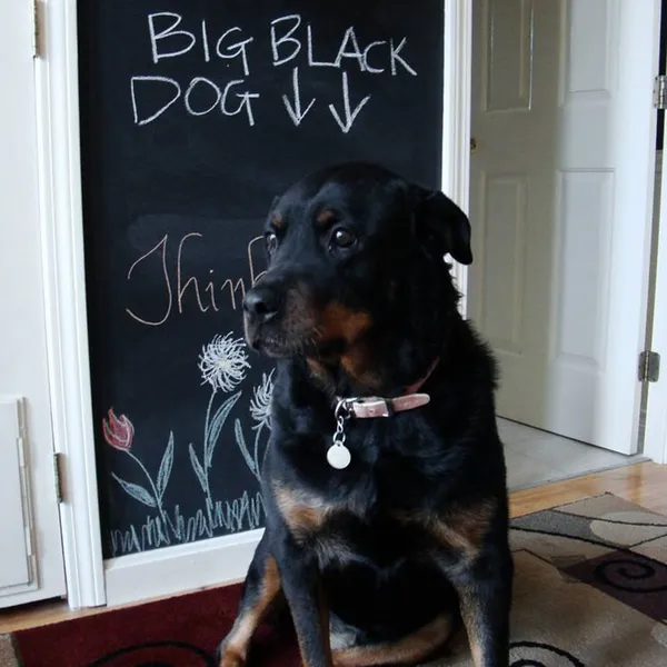 Multicollor_Chalkboard_Paper_-_1_Roll_Vinyl_Blackboard_Wall_Chalk_Bord_Sticker,_Giveaway_Of_Free:_5_Colored_Chalk_&_1_Erasable_White_Chalk_Marker_-_17.5"_X_78.7"