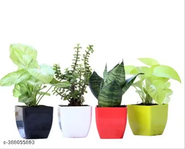 Set_of_4_Air_Purifying_Good_Luck_Plant_Combo_With_Colourfull_Pots_For_Home_Decor_Gift