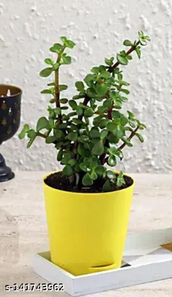 Green_Jade_Plant_In_Plastic_Pot_Indoor_Outdoor_Home_Decor_Birthday_Gift