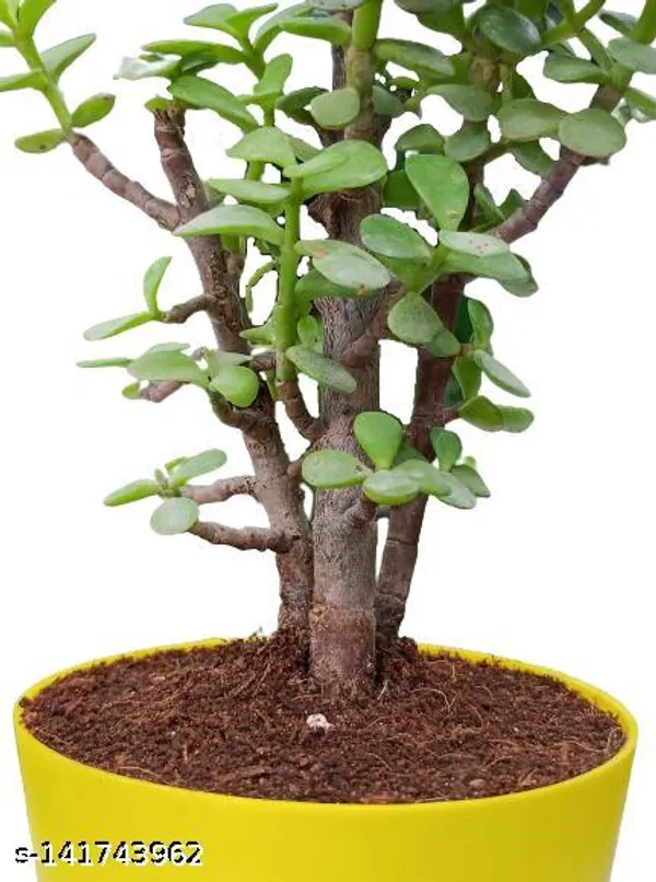 Green_Jade_Plant_In_Plastic_Pot_Indoor_Outdoor_Home_Decor_Birthday_Gift