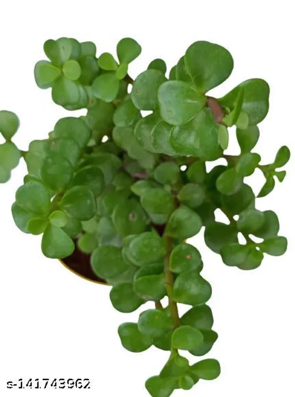 Green_Jade_Plant_In_Plastic_Pot_Indoor_Outdoor_Home_Decor_Birthday_Gift