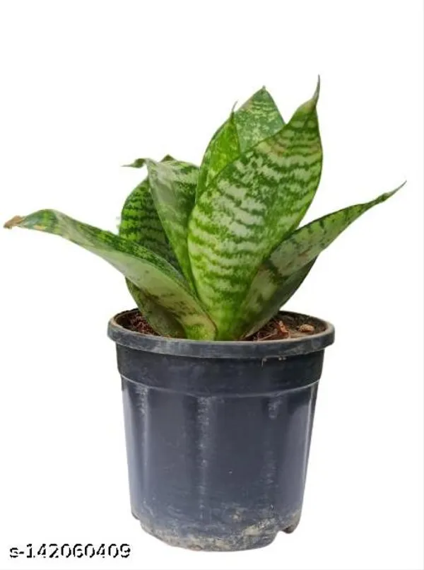 Black_&_Green_Sansevieria_Green_Hahnii_Plastic_Pot_For_Indoor_&_Outdoor_Plants