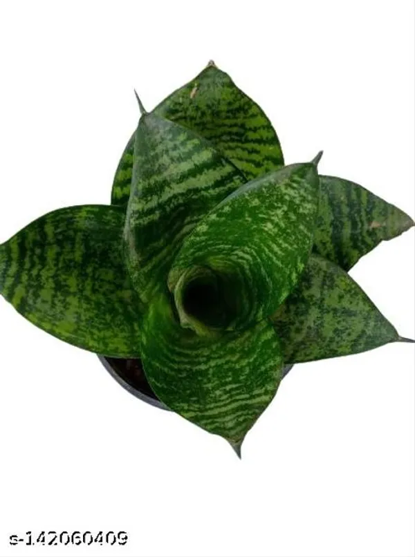Black_&_Green_Sansevieria_Green_Hahnii_Plastic_Pot_For_Indoor_&_Outdoor_Plants