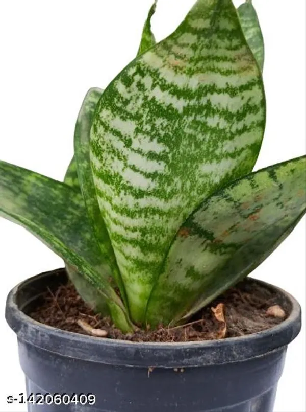 Black_&_Green_Sansevieria_Green_Hahnii_Plastic_Pot_For_Indoor_&_Outdoor_Plants