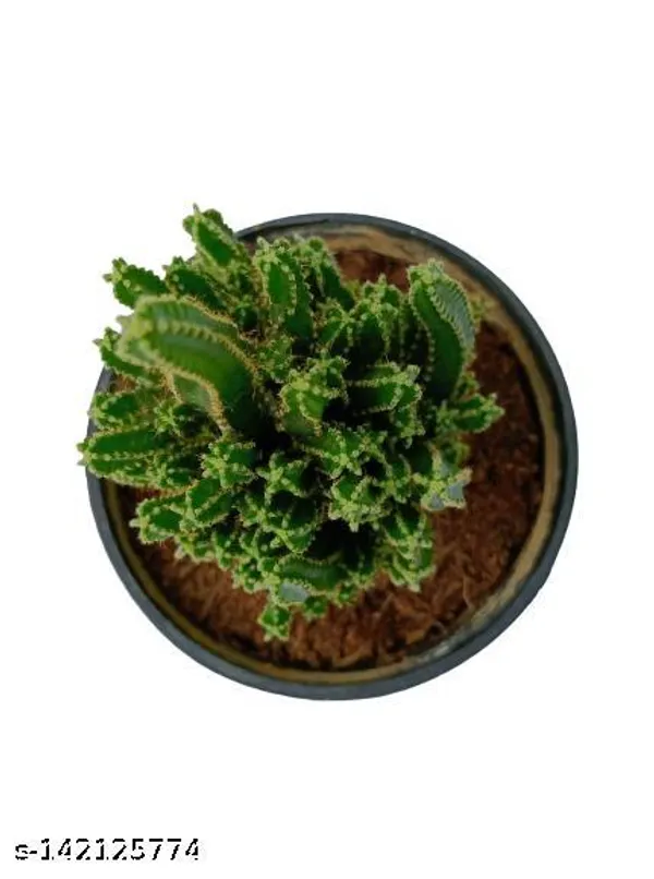 Black_&_Green_Triangle_Cactus_Plant_In_Plastic_Pot_Indoor_Outdoor_Home_Decor_Birthday_Gift