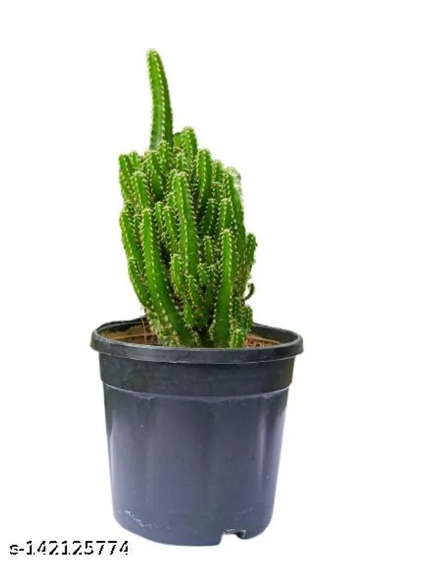 Black_&_Green_Triangle_Cactus_Plant_In_Plastic_Pot_Indoor_Outdoor_Home_Decor_Birthday_Gift