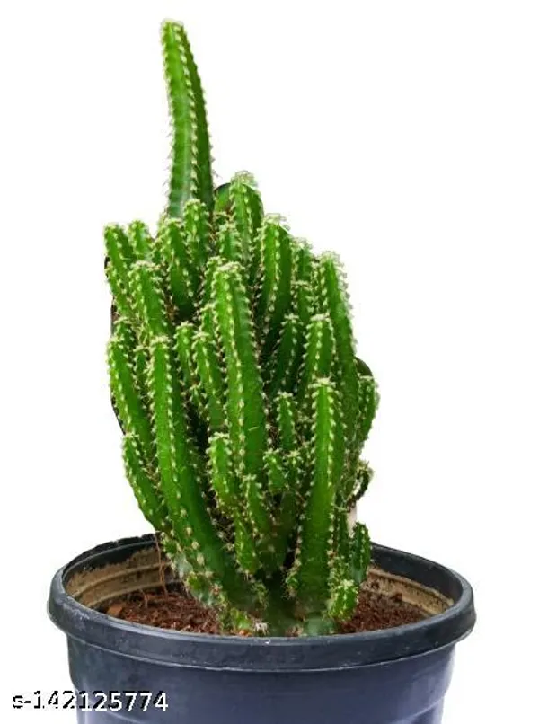 Black_&_Green_Triangle_Cactus_Plant_In_Plastic_Pot_Indoor_Outdoor_Home_Decor_Birthday_Gift