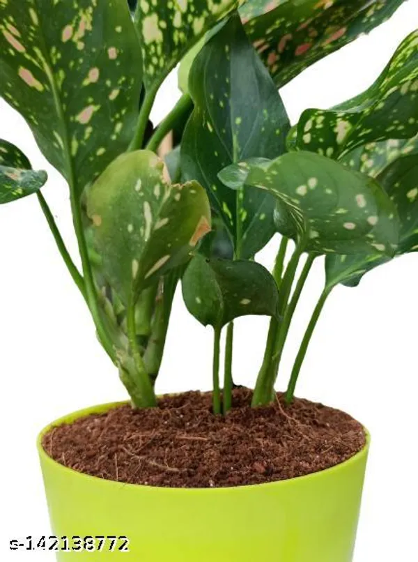 Yellow_&_Green_Aglaonema_Pink_Valentine_Plastic_Pot_For_Indoor_&_Outdoor_Plants