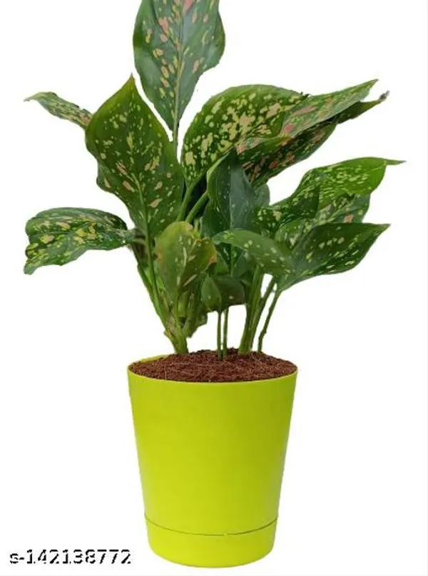 Yellow_&_Green_Aglaonema_Pink_Valentine_Plastic_Pot_For_Indoor_&_Outdoor_Plants