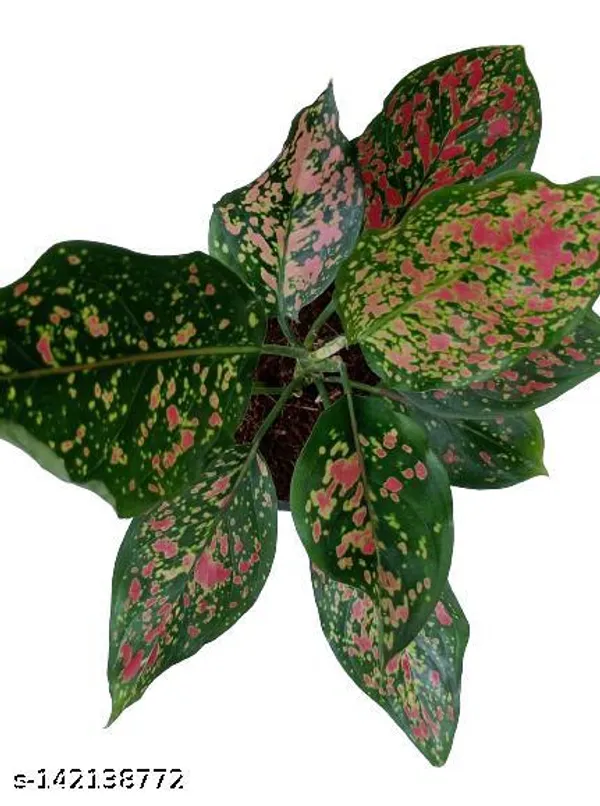 Yellow_&_Green_Aglaonema_Pink_Valentine_Plastic_Pot_For_Indoor_&_Outdoor_Plants