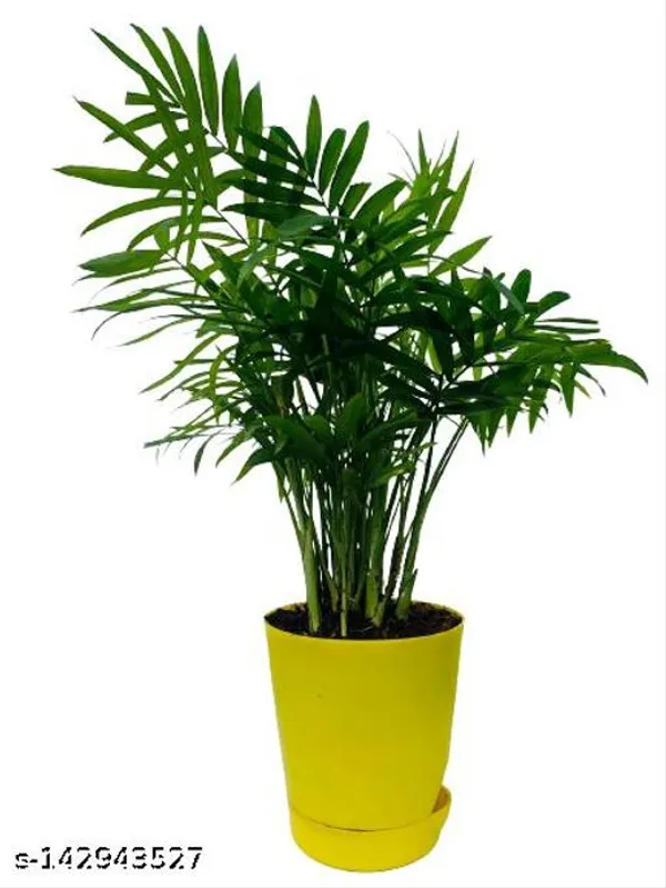 Yellow_&_Green_Chamaedorea_Palm_Plastic_Pot_For_Indoor_&_Outdoor_Plants