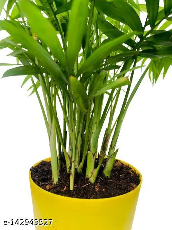 Yellow_&_Green_Chamaedorea_Palm_Plastic_Pot_For_Indoor_&_Outdoor_Plants