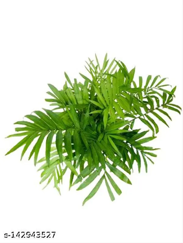 Yellow_&_Green_Chamaedorea_Palm_Plastic_Pot_For_Indoor_&_Outdoor_Plants